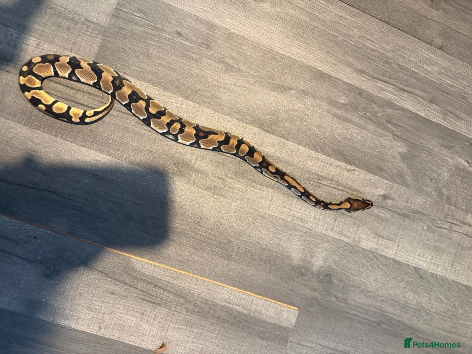 Python Snake reptiles Ball python yearlings  - Advert 2