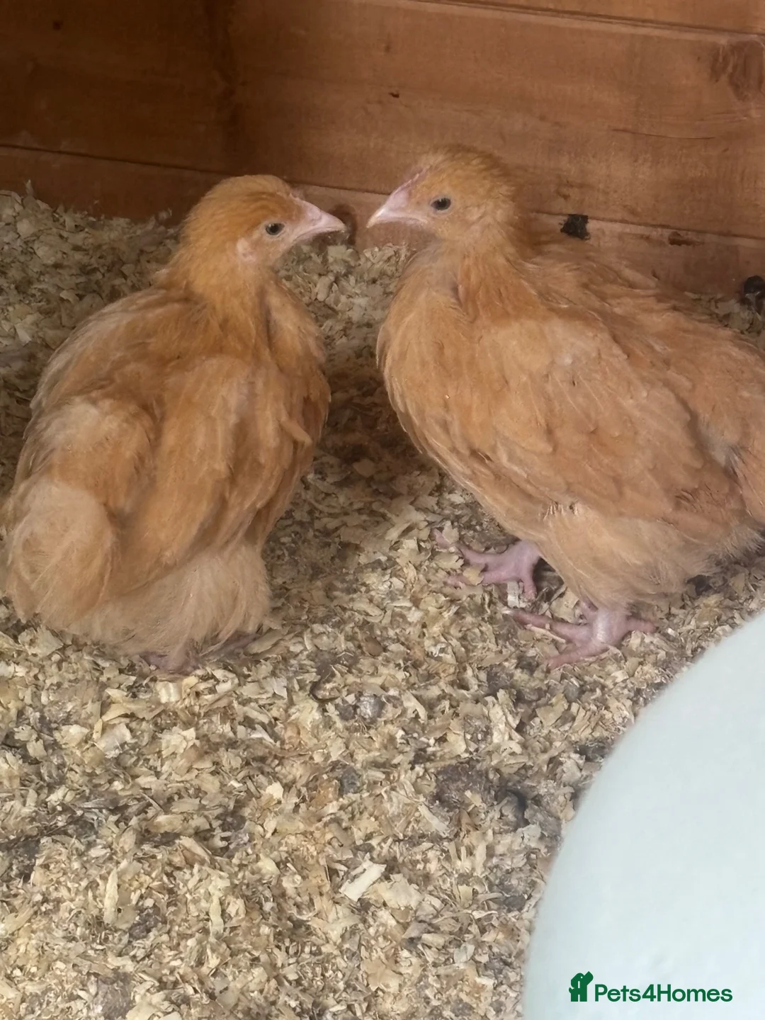 Chickens poultry for sale: Beautiful 3 week old buff orpingtons off heat  - Advert 1