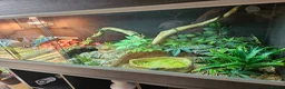 Milk Snake reptiles for sale: Milk snake and vivarium full set up for sale - Advert 4