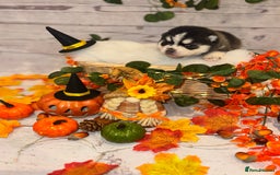 Pomsky dogs for sale: Lilac sired F2 masked Pomsky blue eyes  - Image 18