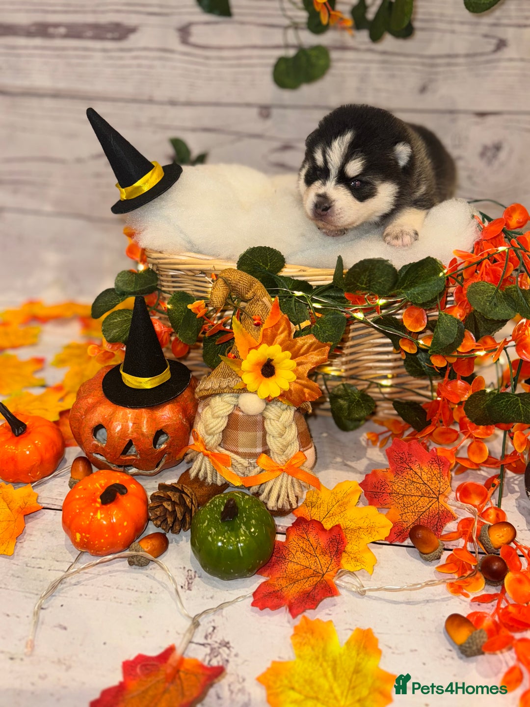 Pomsky dogs for sale: Lilac sired F2 masked Pomsky blue eyes  - Image 18