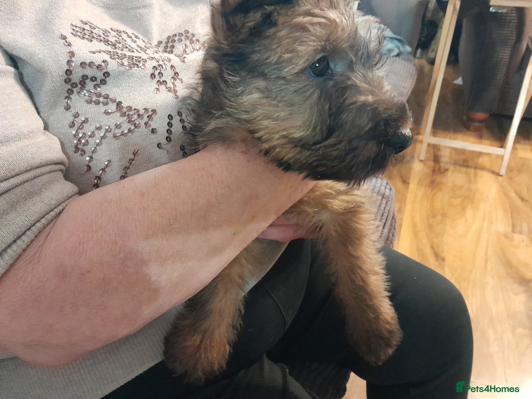 Irish Terrier dogs for sale: Irish terrier puppy - Advert 4
