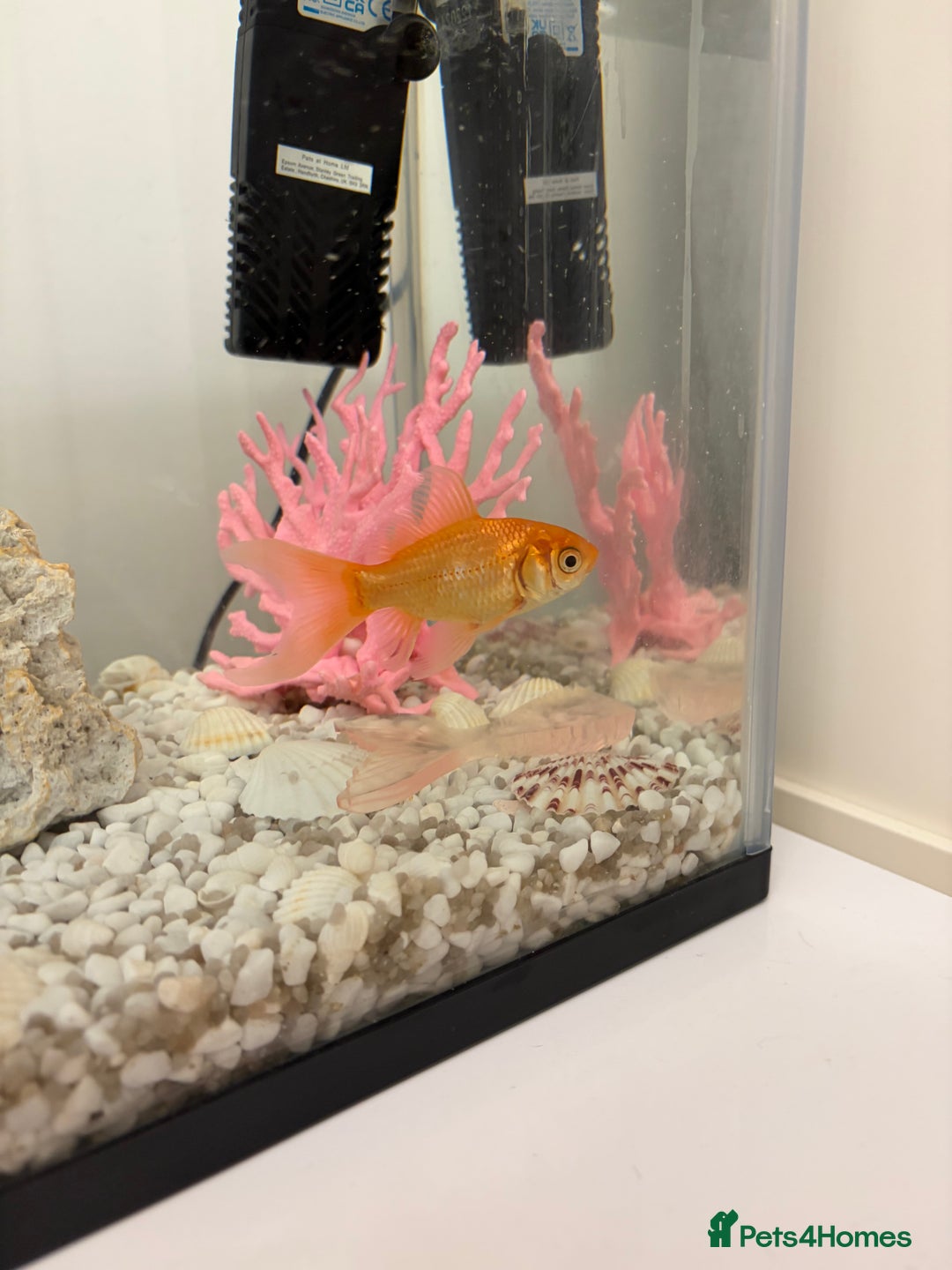 Goldfish fish for sale: Goldfish and Tank - Advert 3