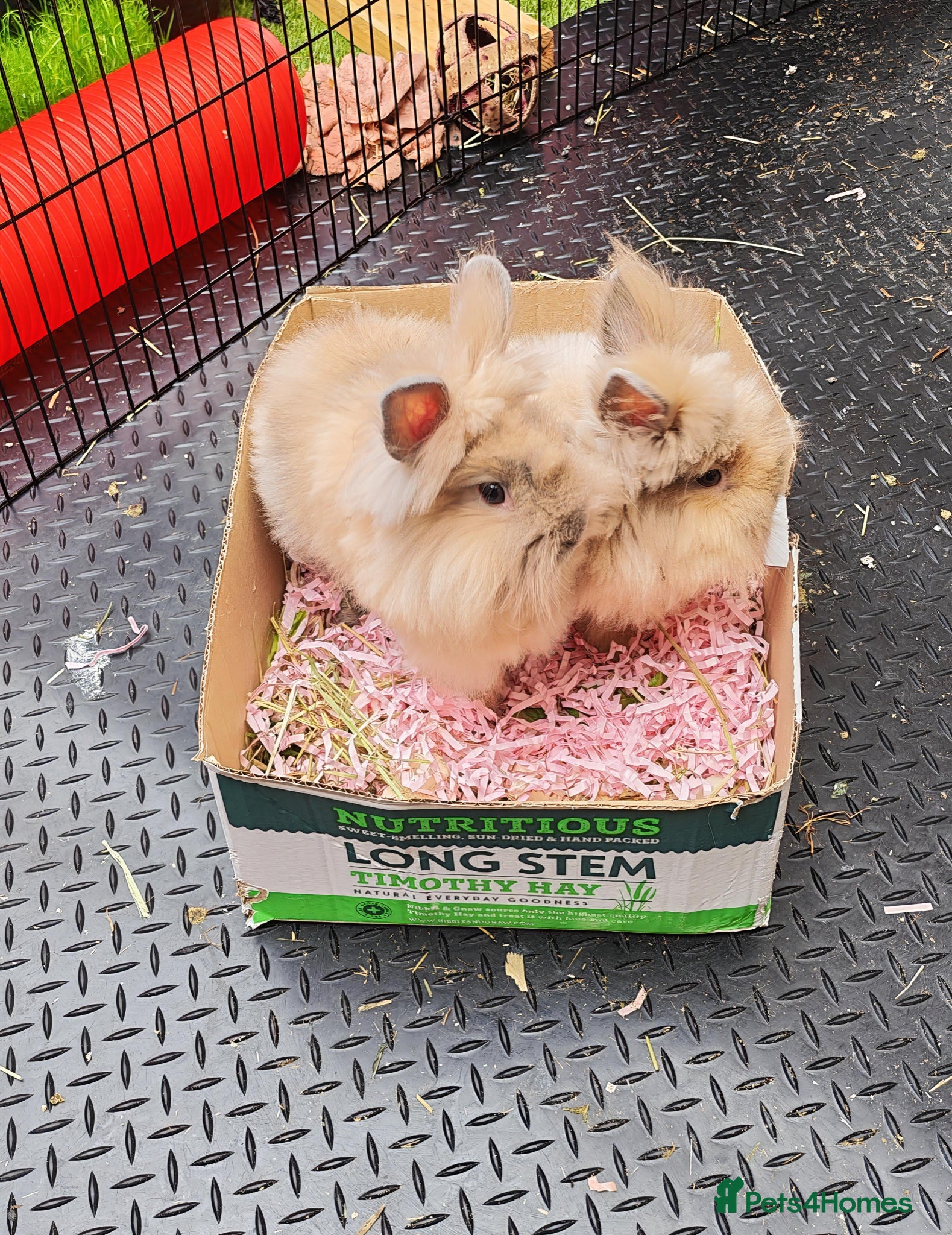 Lionhead rabbits for sale: Lion head female lady baby and madam fig - Advert 1