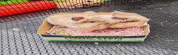 Lionhead rabbits for sale: Lion head female lady baby and madam fig - Advert 1