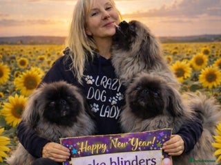 Pekingese dogs Kc Pekingese - Advert 1