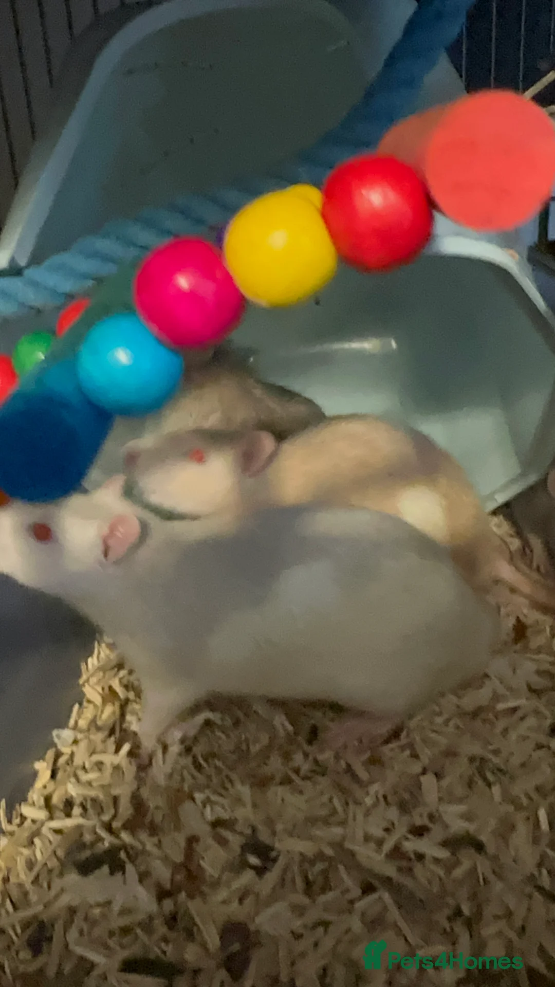 Rat rodents for sale: 5 male Fancy Rats 6 months old - Advert 6