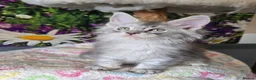 Maine Coon cats for sale: Stunning TICA Maine Coon kittens - Advert 15