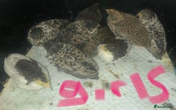 Quail poultry for sale: QUAILS EGGS/CHINESE PAINTED BUTTONS ! - Image 26