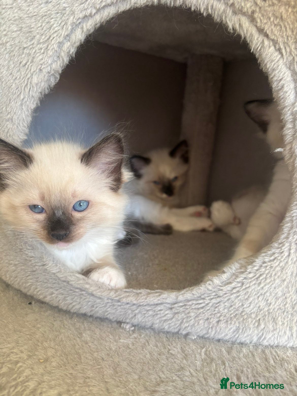 Ragdoll cats Beautiful Blue Mitted Ragdoll Kitten’s for Sale 🐾 - Advert 3