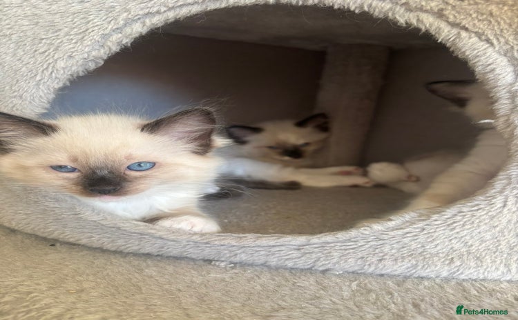 Ragdoll cats Beautiful Blue Mitted Ragdoll Kitten’s for Sale 🐾 - Advert 4