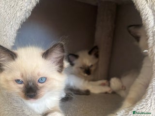 Ragdoll cats Beautiful Blue Mitted Ragdoll Kitten’s for Sale 🐾 - Advert 7