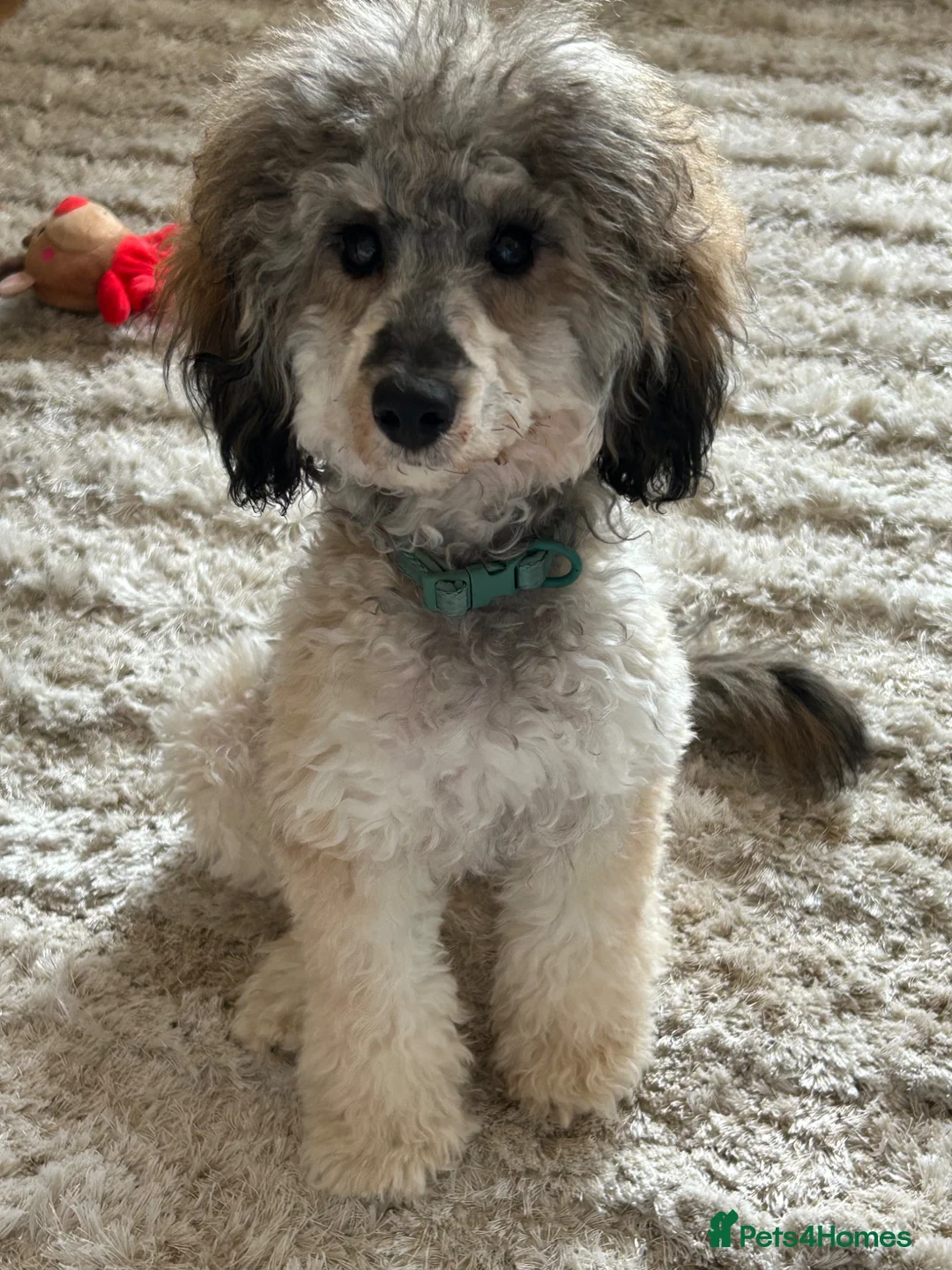 Toy Poodle dogs for sale: Male Sable Toy Poodle - Advert 1