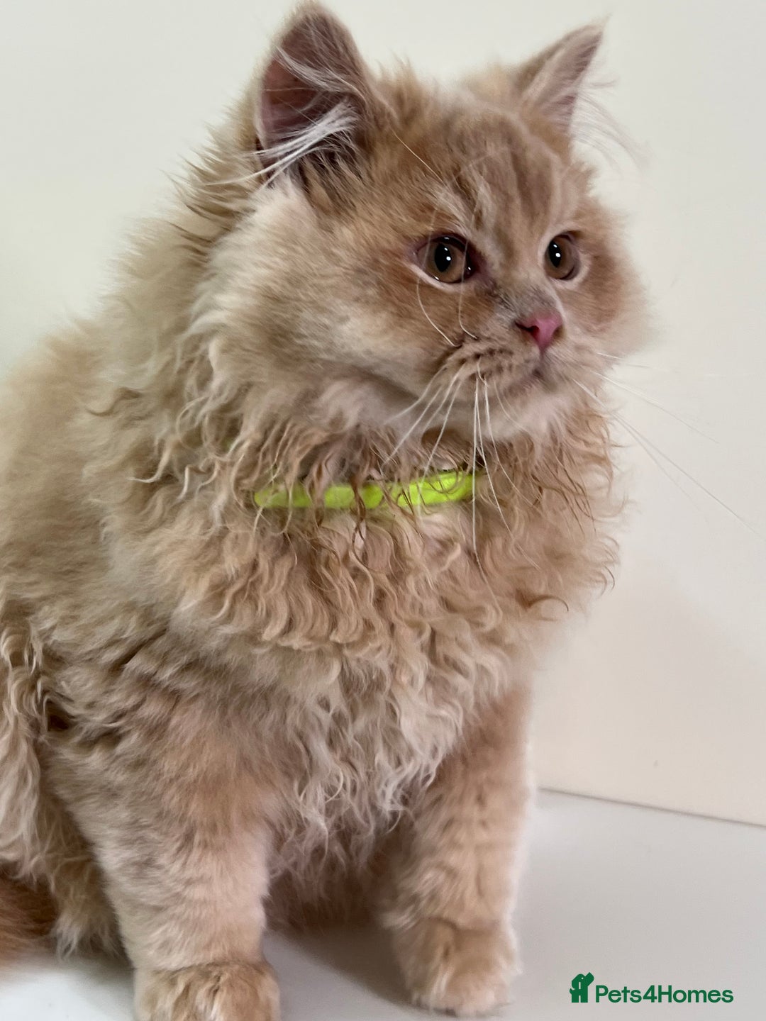 British Shorthair cats for sale: British Longhair & British Shorthair. - Advert 2