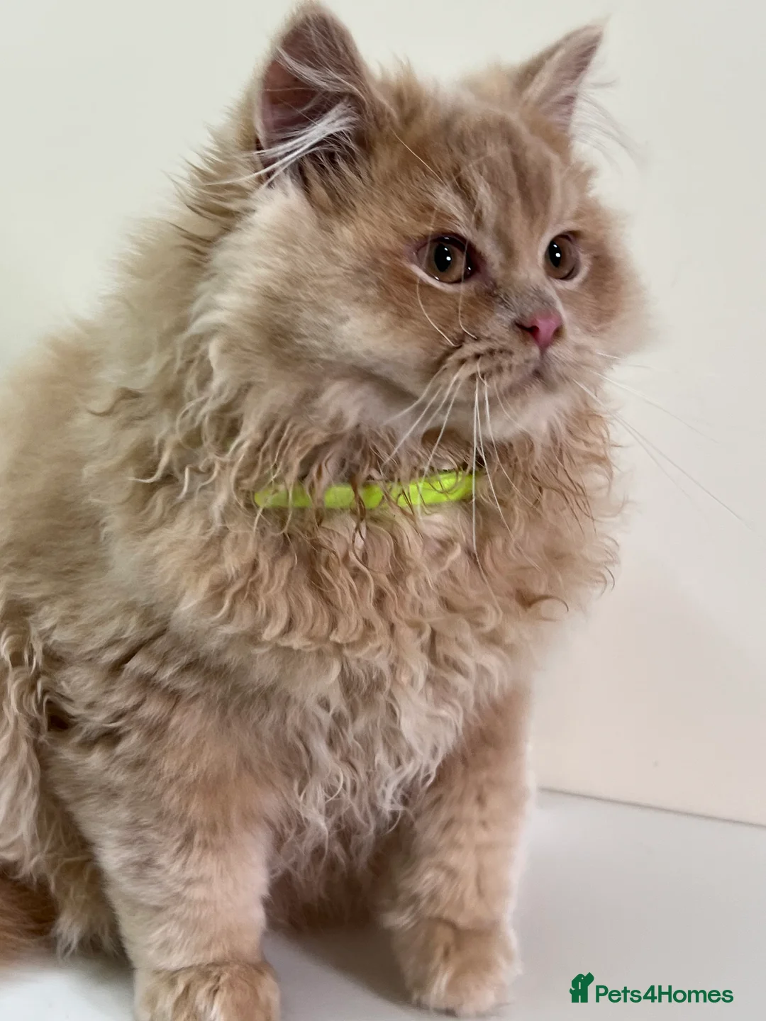 British Shorthair cats for sale: British Longhair & British Shorthair. - Advert 2