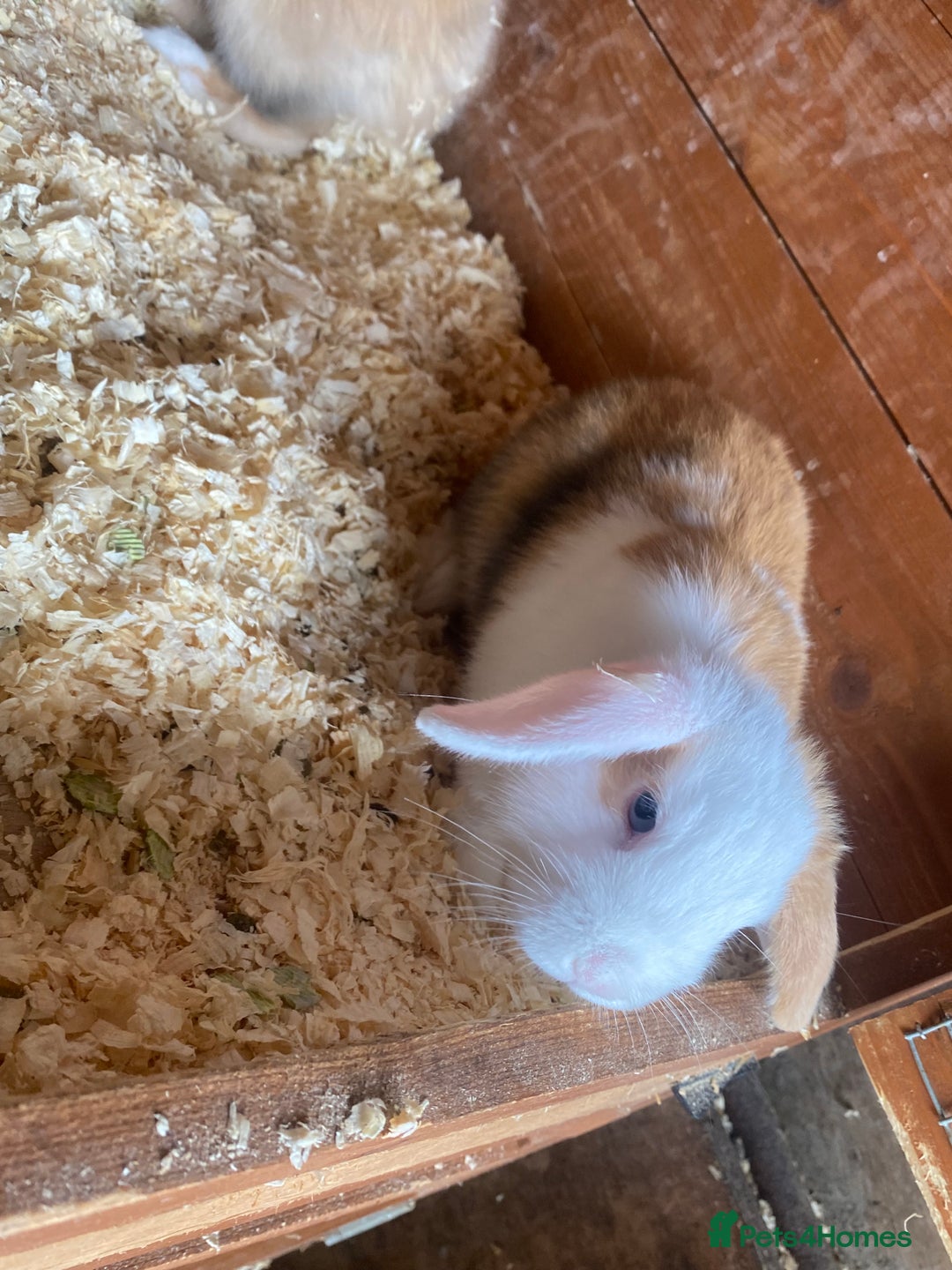 Mini Lop rabbits for sale: 3 beautiful mini lops(£60 each or £100 for two ) - Image 5
