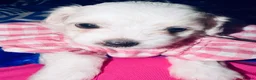 Bichon Frise dogs for sale: 4 Bichon Frisé puppies looking for their new home - Advert 20