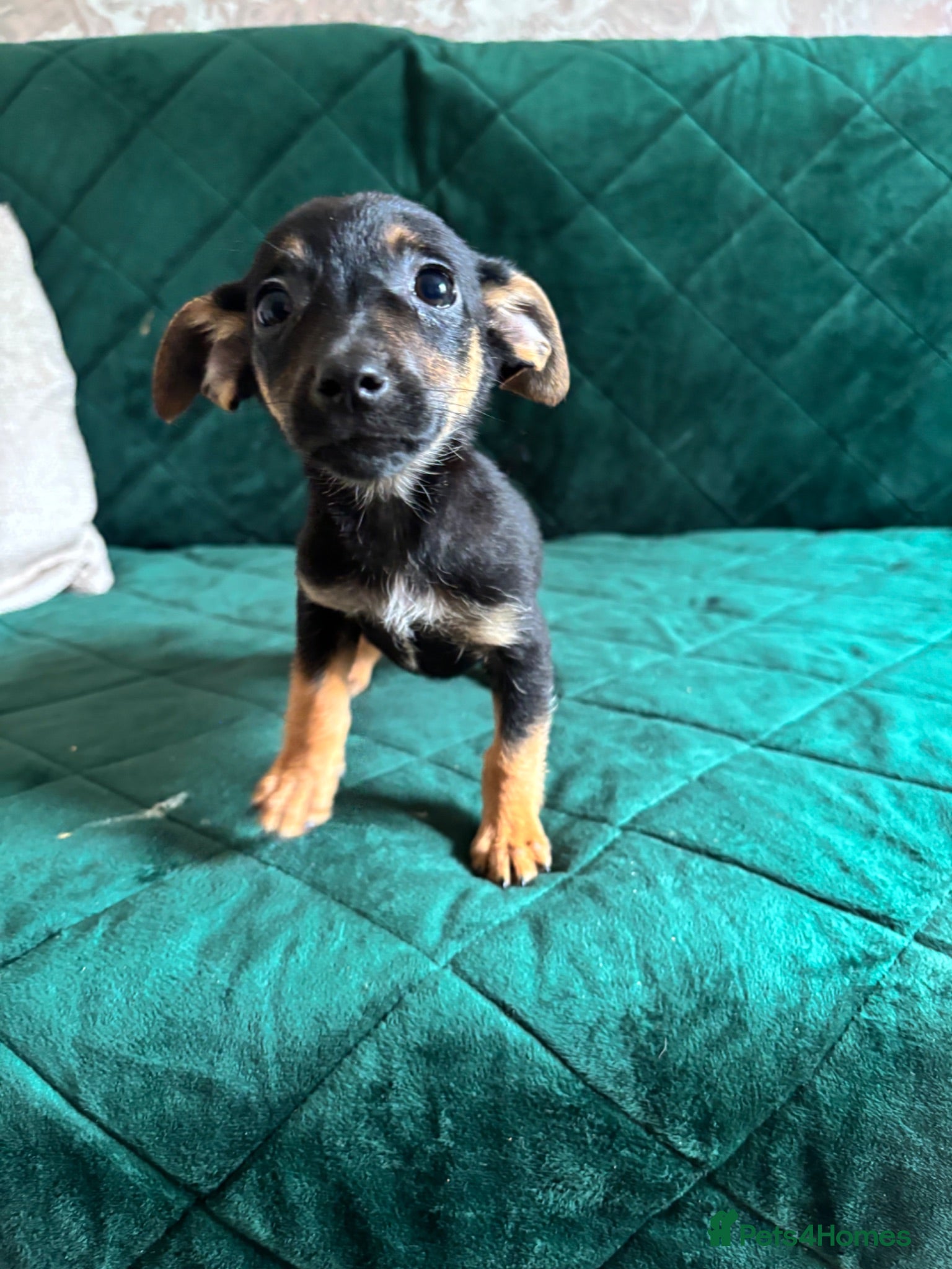 Jack Russell dogs Last 3 left now reduced - Advert 7
