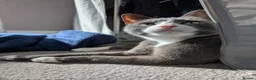 Mixed Breed cats for sale: Leo (grey and white adult male) - Advert 4
