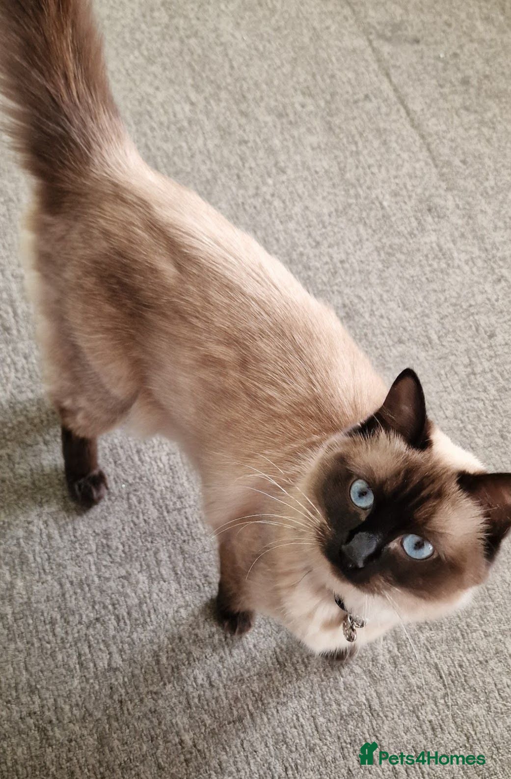 Ragdoll cats Beautiful Ragdoll Kittens Ready From 11th August - Advert 1
