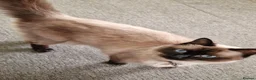 Ragdoll cats for sale: Beautiful Ragdoll Kittens Ready From 11th August - Advert 2