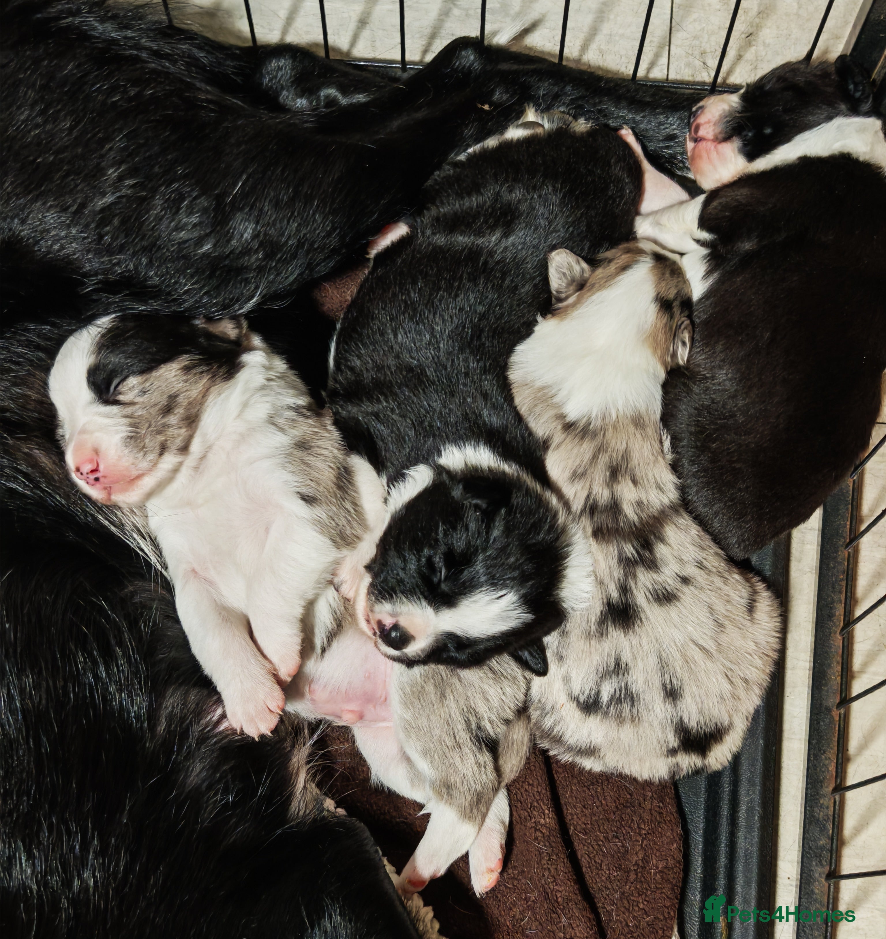 Border Collie dogs KC registered border collie puppies  - Advert 4