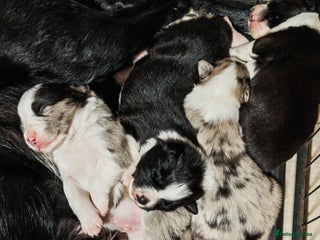 Border Collie dogs KC registered border collie puppies - Advert 3