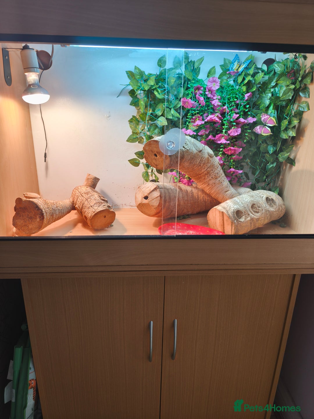Bearded Dragon reptiles for sale: Male bearded dragon and setup - Image 5