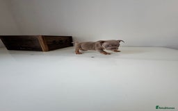 English Bulldog dogs for sale: 🏡 Ready to leave this Sunday 27.07.25 🏡 in Crawley - Image 19