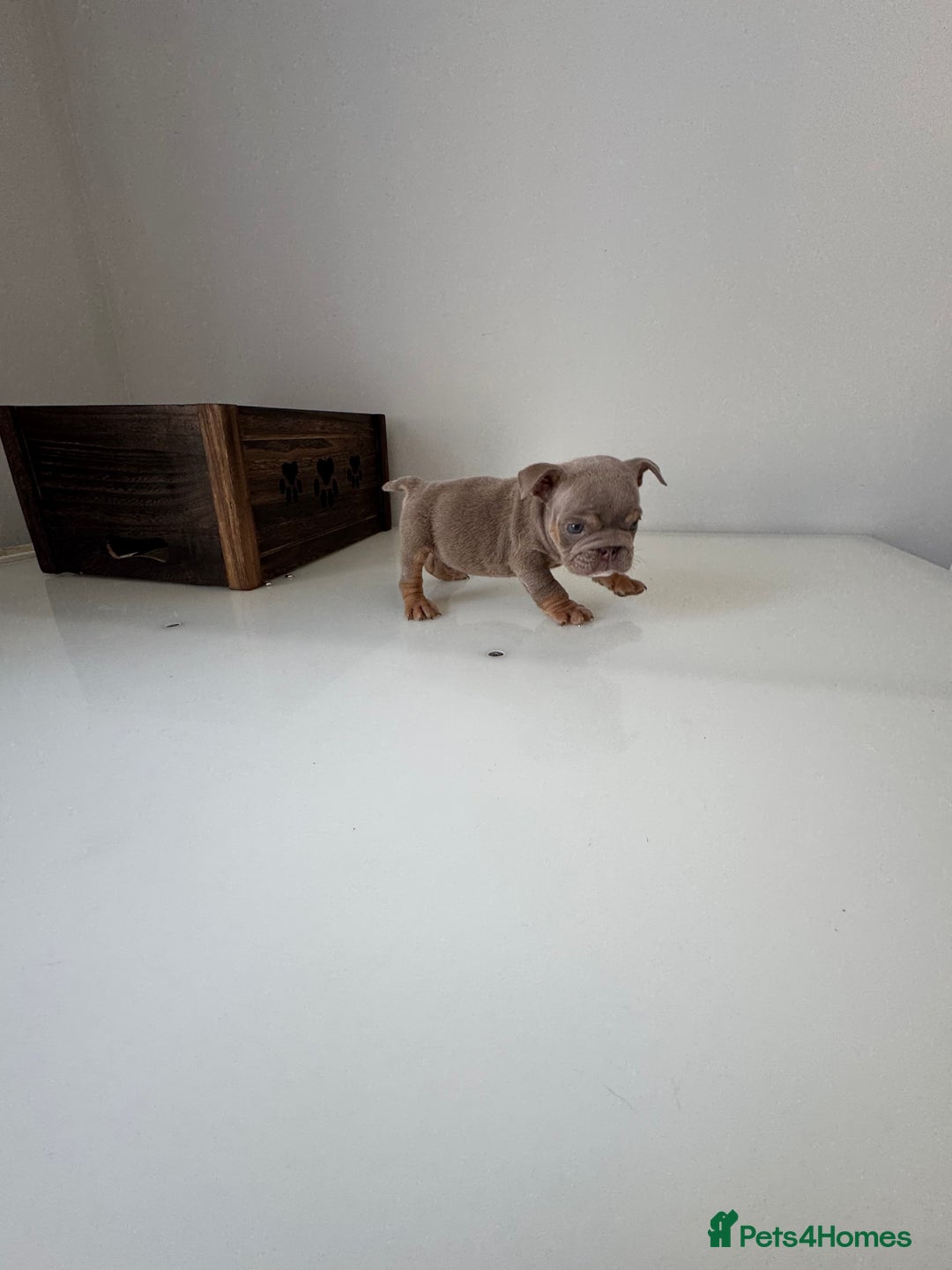English Bulldog dogs for sale: 🏡 Ready to leave this Sunday 27.07.25 🏡 in Crawley - Image 19
