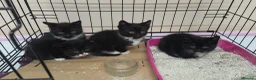 Domestic Shorthair cats for sale: Tuxedo kittens in Holywell - Advert 13