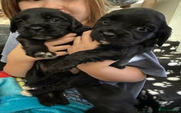 Mixed Breed dogs for sale: Mix breed pups - Image 7