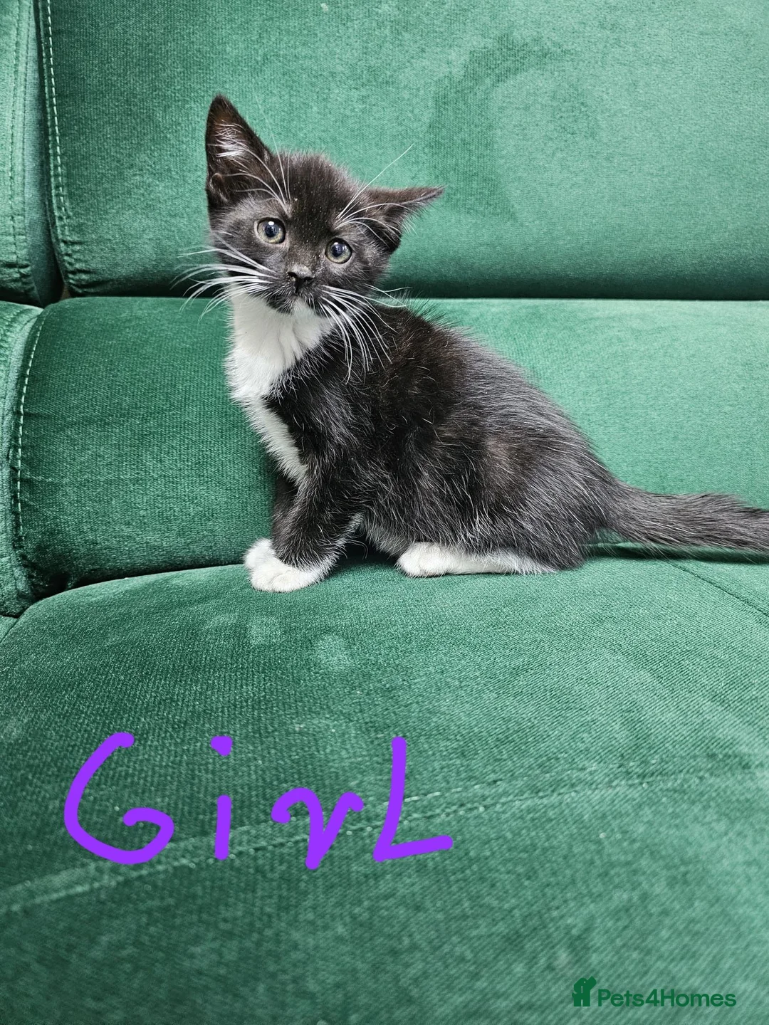 Mixed Breed cats for sale: Kittens ready for new home  - Advert 2