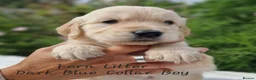 Golden Retriever dogs for sale: Quality Golden Retriever Puppies - Advert 10