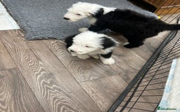 Old English Sheepdog dogs for sale: Outstanding Old English Sheepdog - Image 9