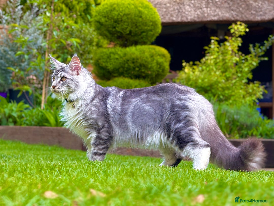 Maine Coon cats for sale: Stunning 9-Month-Old Maine Coon Boy - Image 6