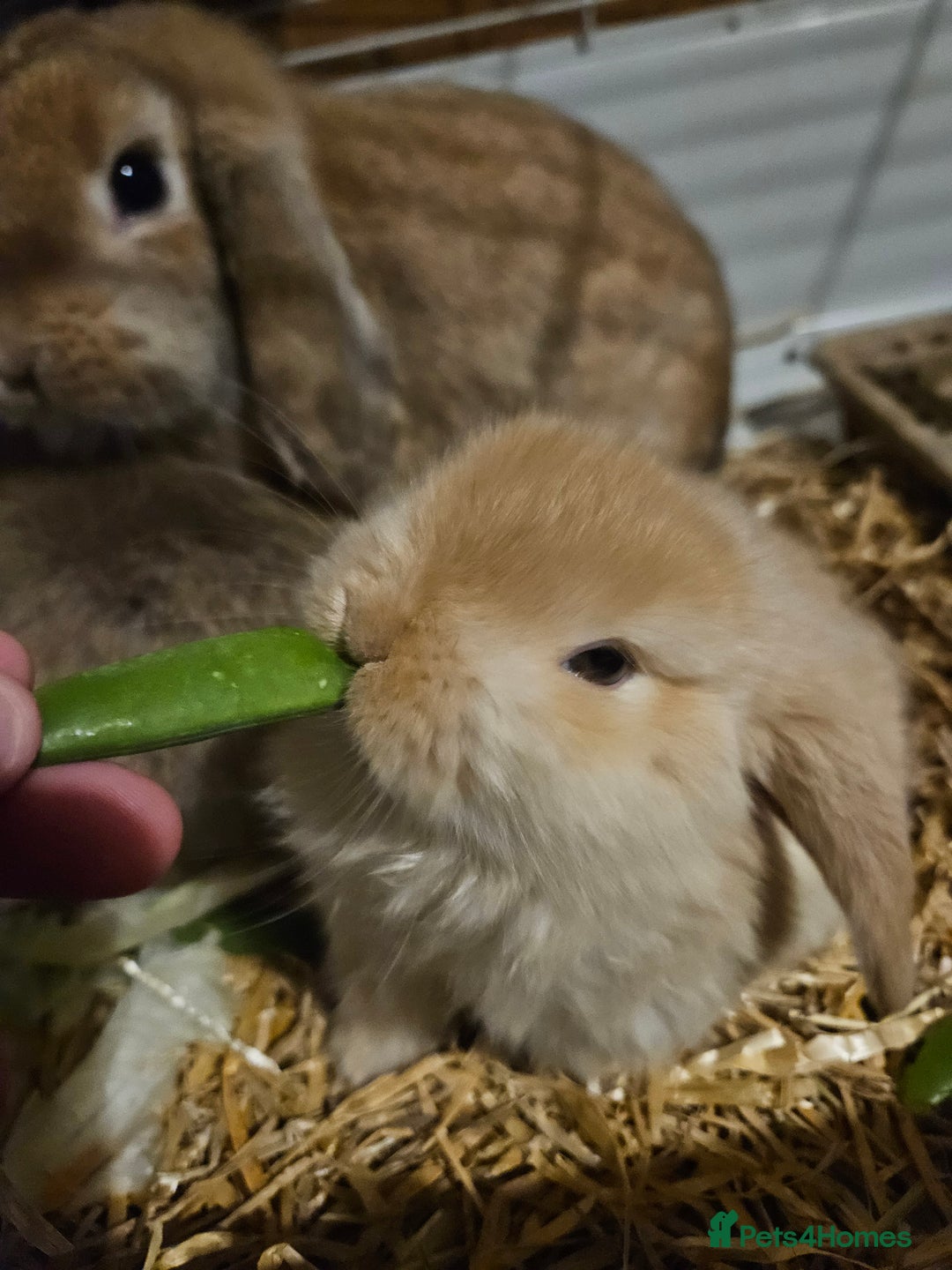 Mini Lop rabbits for sale: Mini lop bunnies  - Advert 2