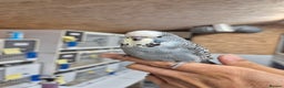 Budgerigars birds for sale: Auction Baby boy tamed - Advert 2