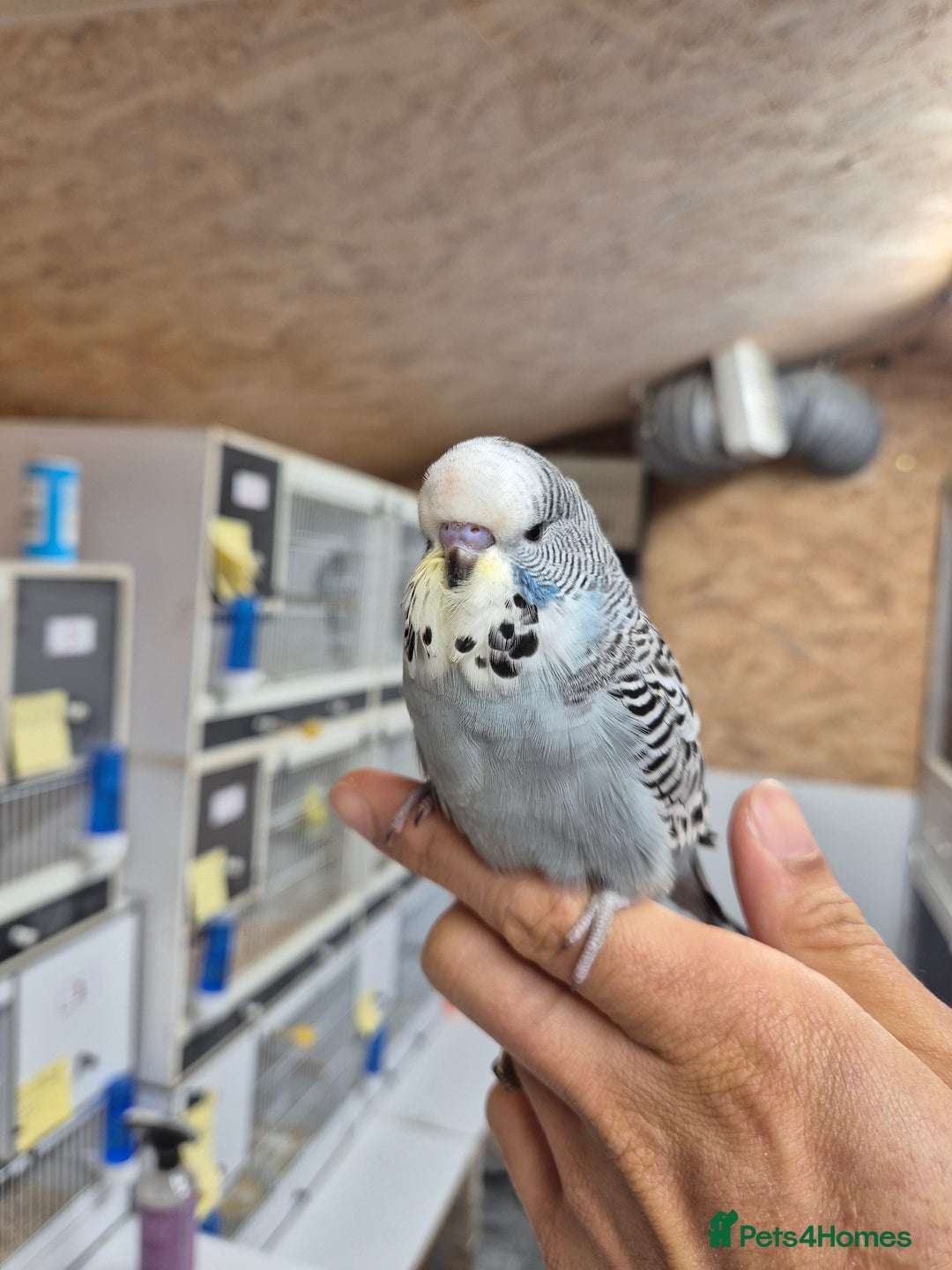 Budgerigars birds for sale: Auction Baby boy tamed - Advert 2