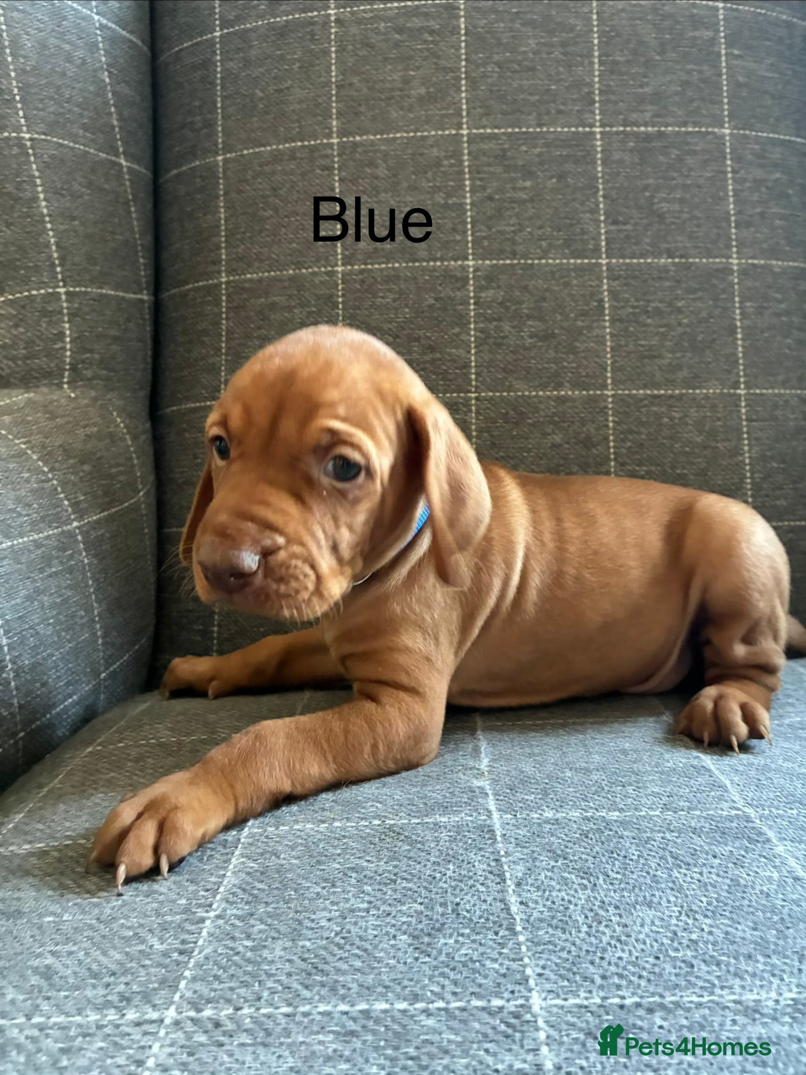 Hungarian Vizsla dogs Gwens puppies 🐾 ❤️MORE PHOTOS ADDED  - Advert 2