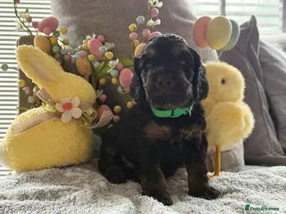 Cockapoo dogs F1 cockapoo puppies from health tested parents - Advert 11