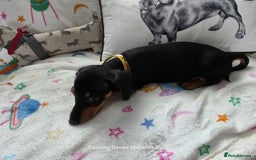 Miniature Dachshund dogs for sale: Shorthaired Minature Daschunds READY TO LEAVE NOW - Image 3