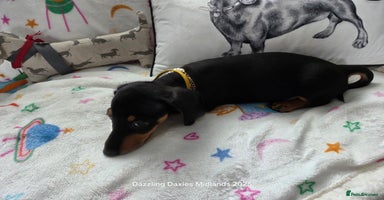 Miniature Dachshund dogs - Advert 5