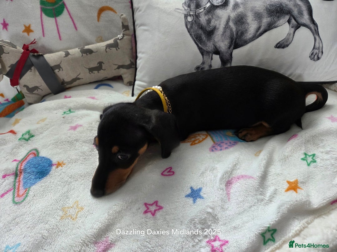 Miniature Dachshund dogs for sale: Shorthaired Minature Daschunds READY TO LEAVE NOW - Image 3
