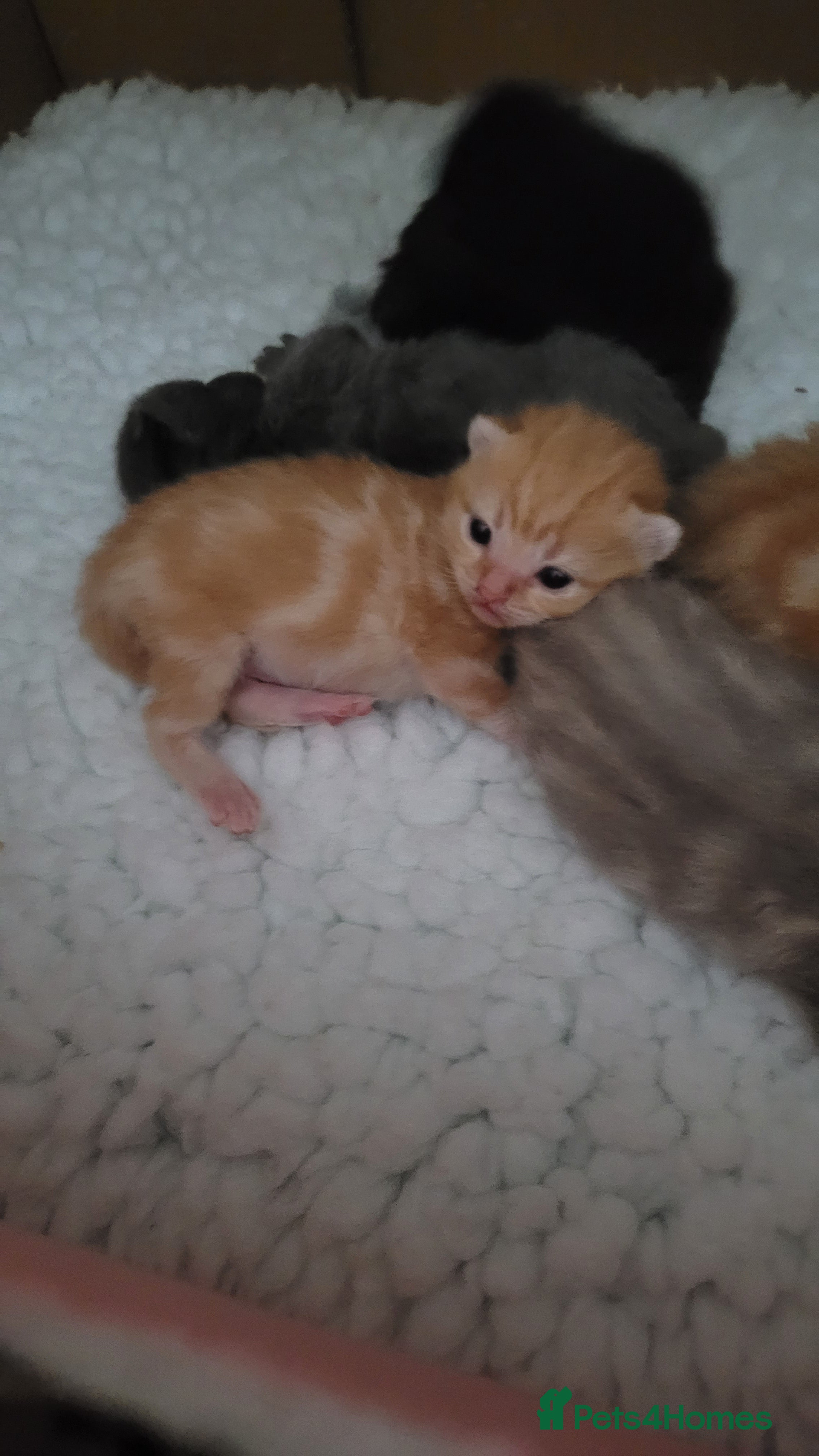 British Shorthair cats 5 beautiful bsh kittens  - Advert 2