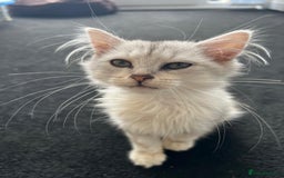 Siberian cats for sale: Adorable Siberian Kitten - Image 2