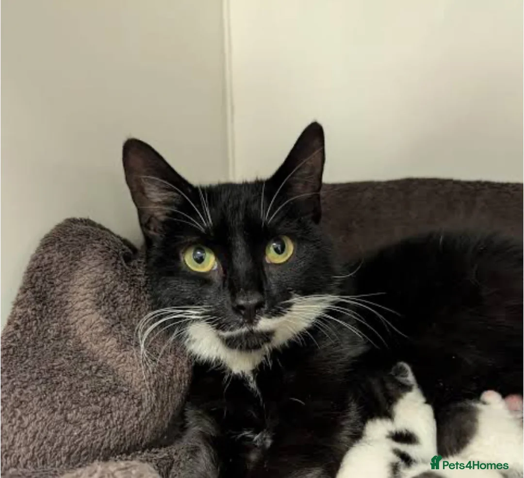 Mixed Breed cats for sale: Adorable Male Kitten Awaiting His Forever Home🏡 - Advert 6