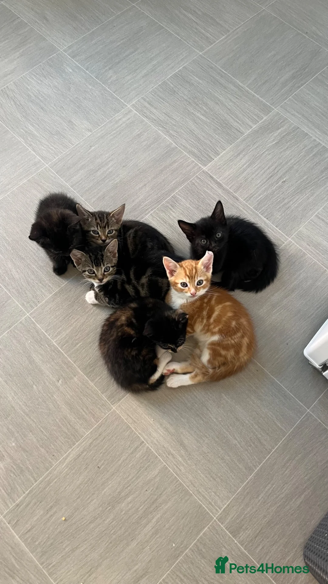 Mixed Breed cats for sale: 6 beautiful kittens  - Advert 2