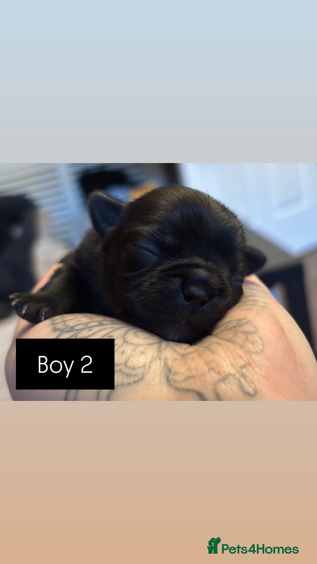 Mixed Breed dogs for sale: Puppies for sale - Advert 7