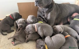 Staffordshire Bull Terrier dogs for sale: Blue staffy pups Ready for forever homes - Image 4